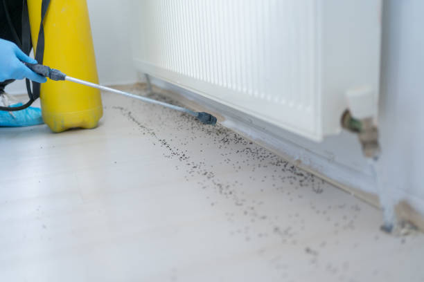 Best Wasp Removal Services  in Perrysburg, OH